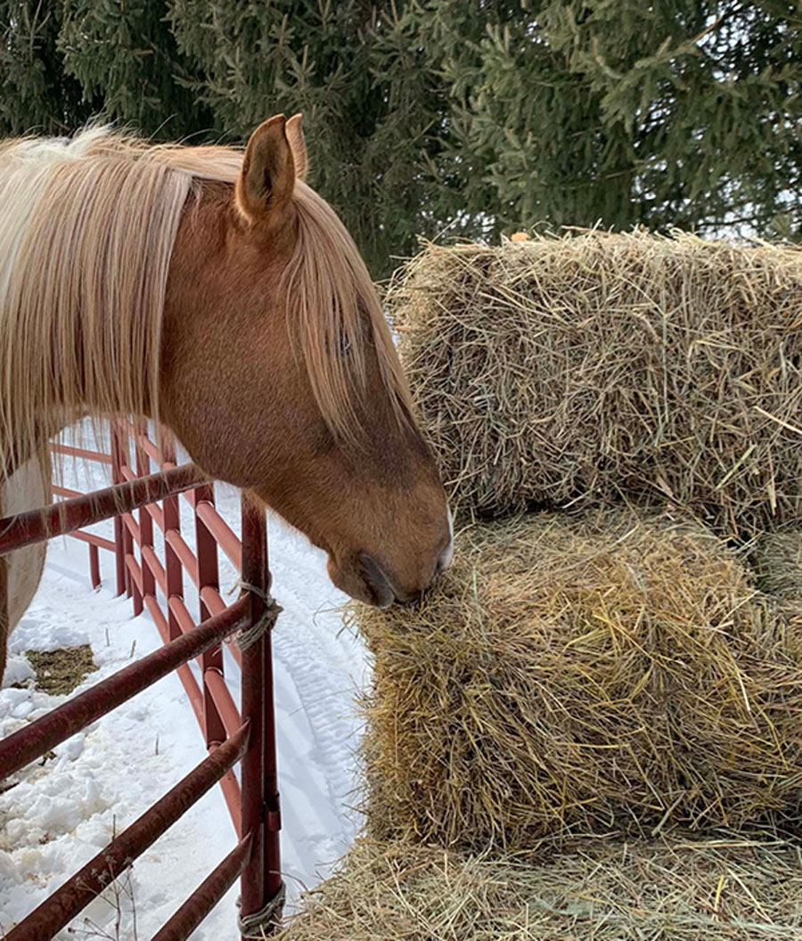 Journey with Horses